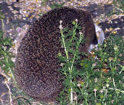egel.JPG