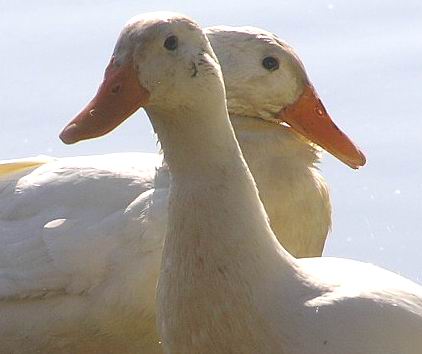eendjes.JPG