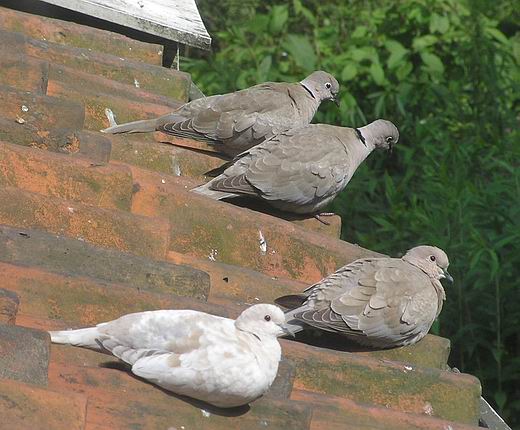 duifjes.JPG