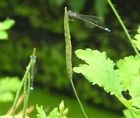 libelles.JPG