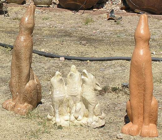 coyotes.JPG