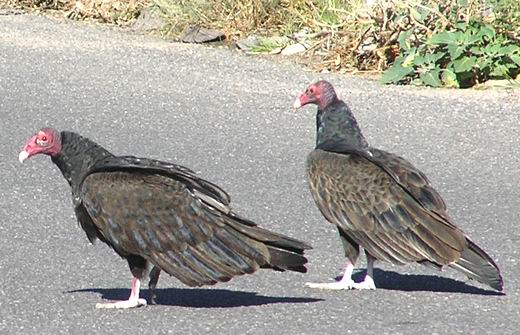 twee-turkeys.JPG