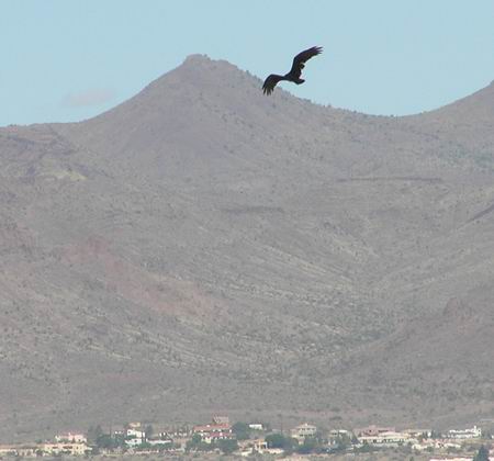vulture-in-sky.JPG