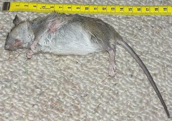Munching Beroep toezicht houden op Muis of… de zwarte rat?
