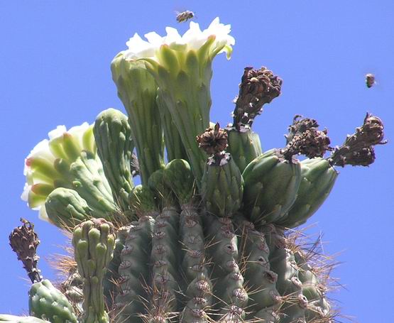 cactus.JPG
