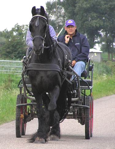 paard-en-wagen.JPG