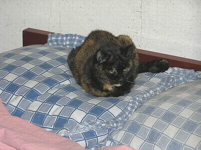 eeb-op-kussen eeb-op-kussen