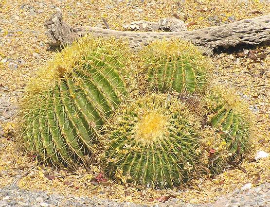 cactus-geel