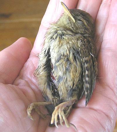 groteprooi groteprooi