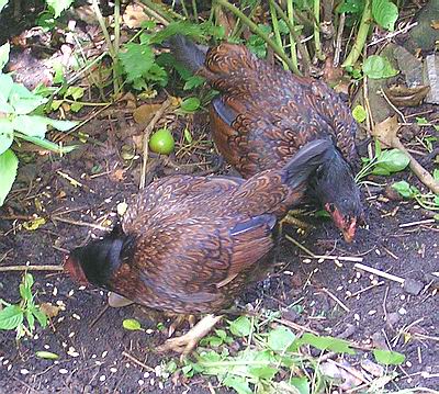 bob-en-an1 bob-en-an1