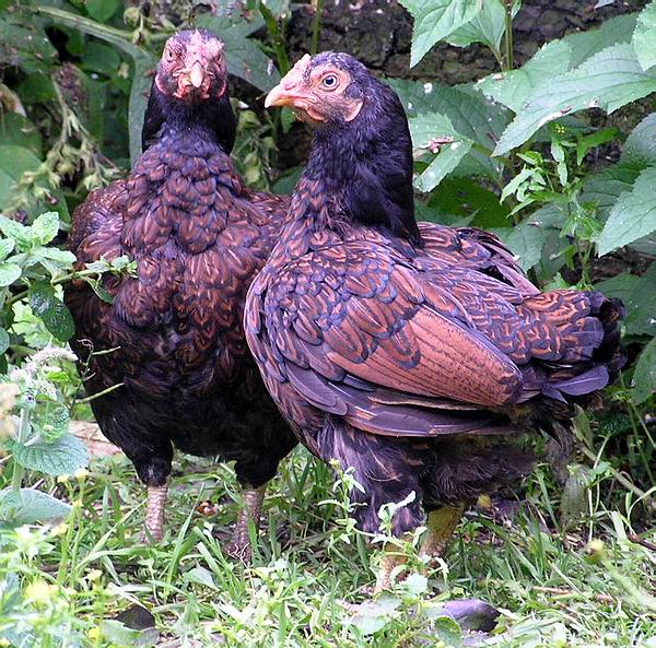 tutten23-7 tutten23-7