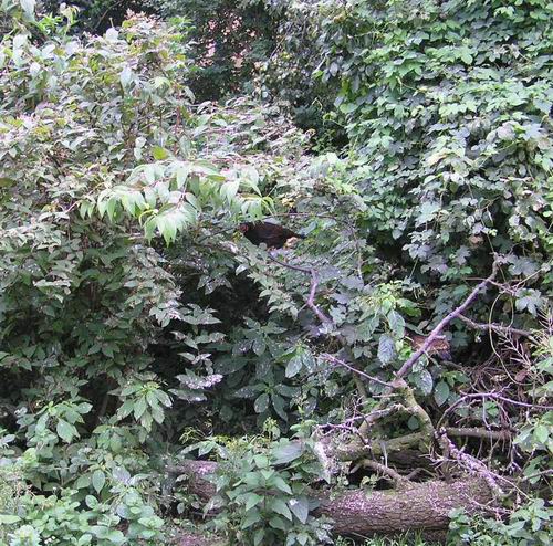 zoekplaatjetutten zoekplaatjetutten