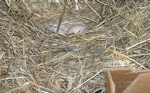 ei-in-schuur ei-in-schuur