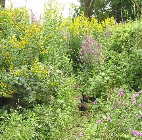 naar-achter naar-achter