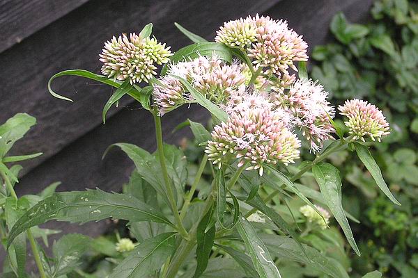 plant-4-8-09 plant-4-8-09