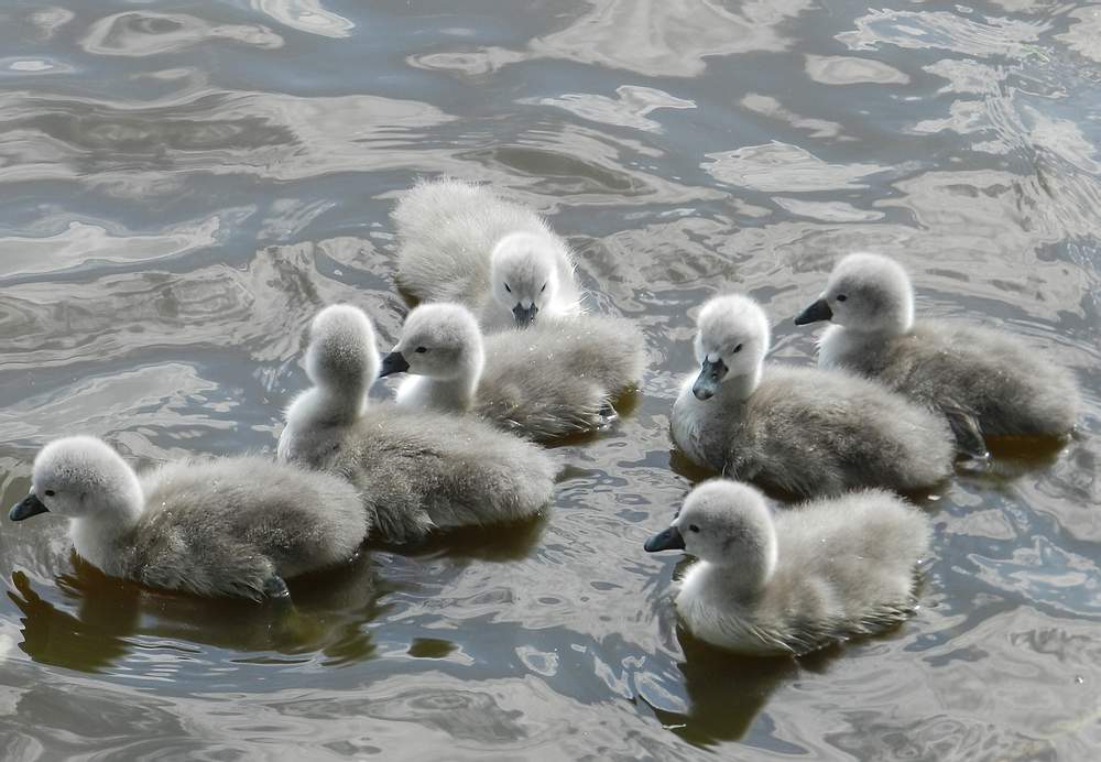 zwaantjes