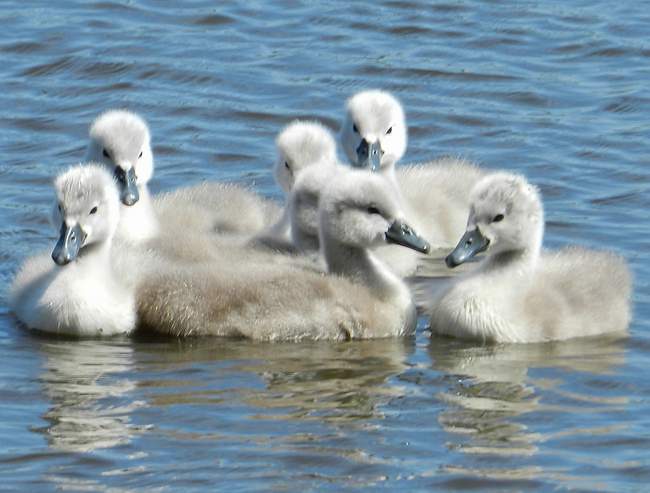 zwaantjes265
